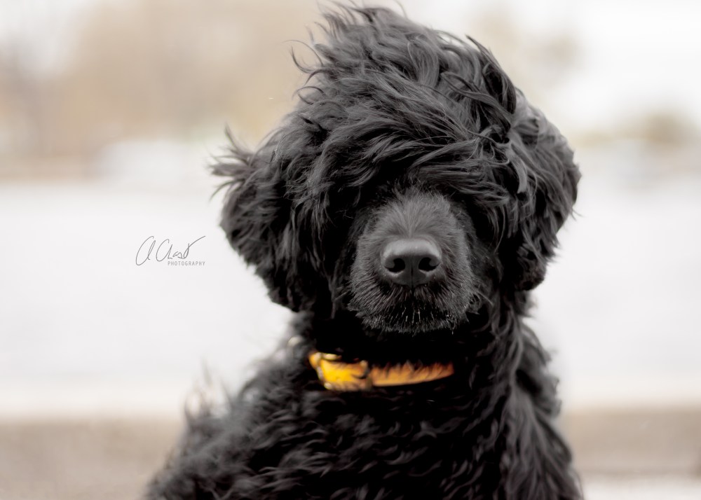 aKoaHeadshot1-Shareable